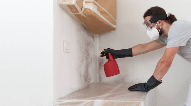 Professional Crawl Space Mold Removal technician working in Lonaconing, MD