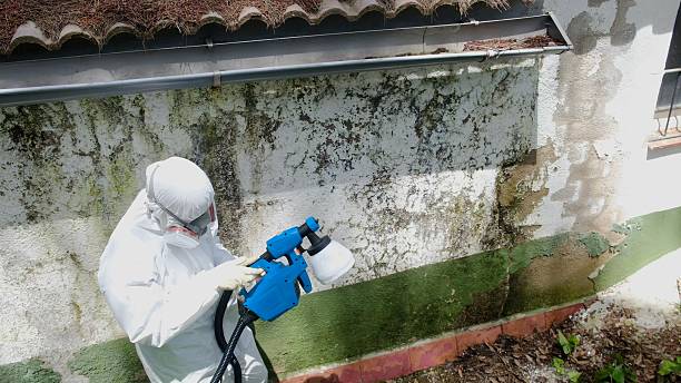 Trusted Mold Removal service in Lonaconing, MD - Cheap Mold Removal